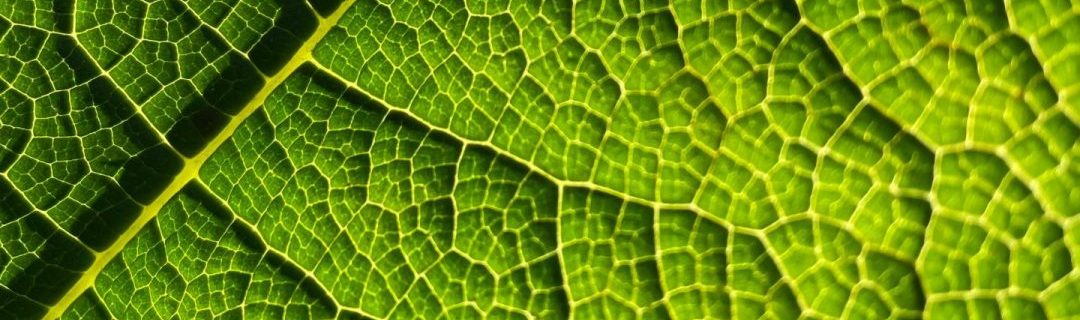 Réseau organique d'une feuille verte, illustrant la flexibilité, l'efficacité et l'écoresponsabilité d'une production locale et durable.